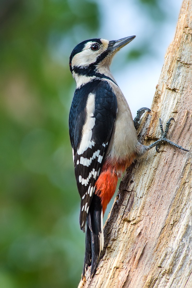 Picchio rosso maggiore femmina