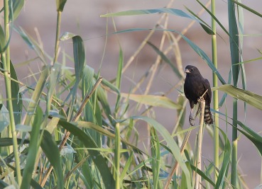 Accipiter ovampensis