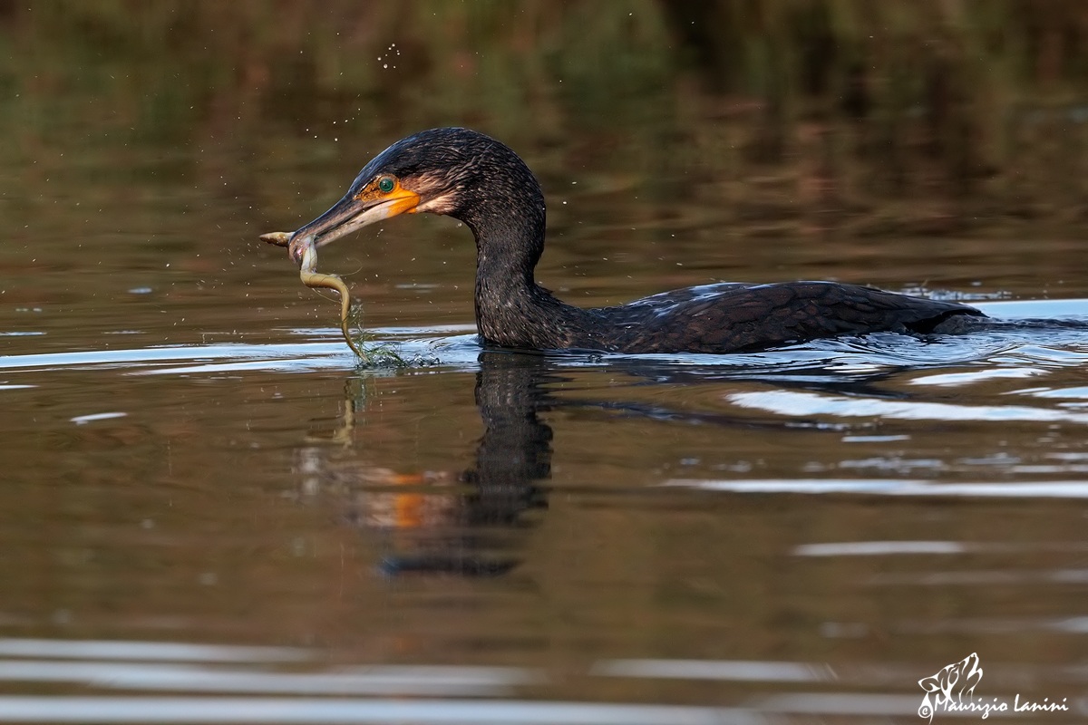 Il cormorano e l'anguilla