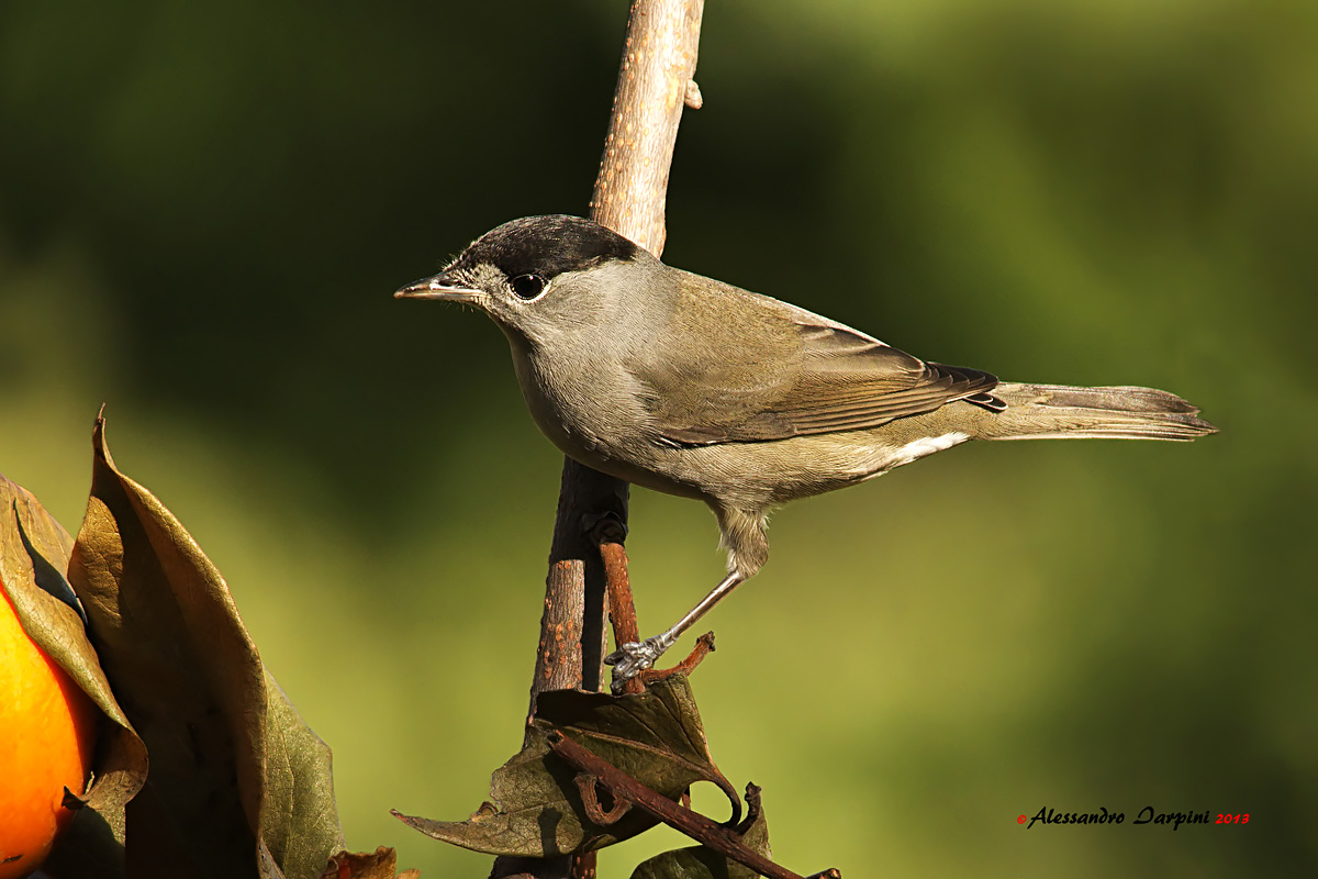 Blackcap M 2