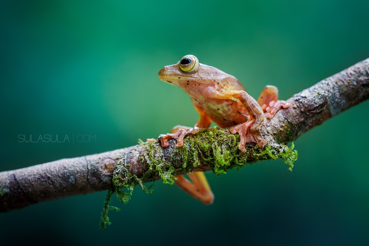 Harlequin Flying Frog | Borneo