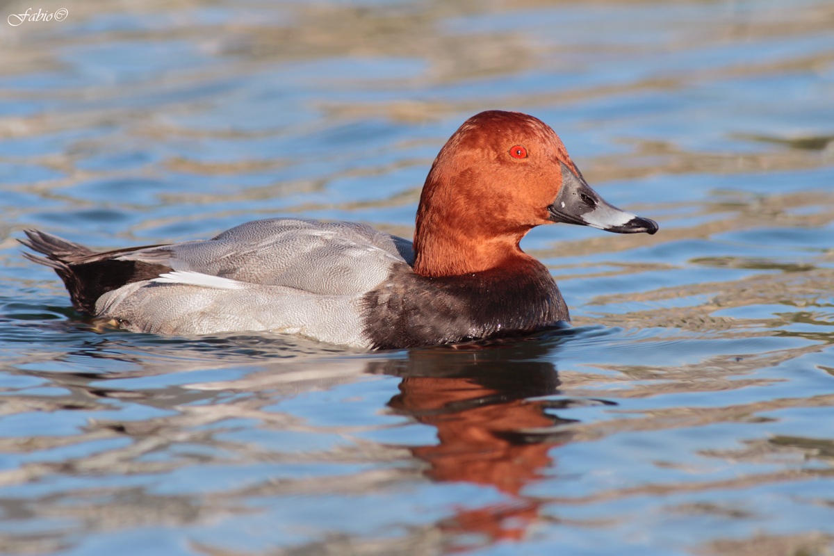 Moriglione al tramonto II