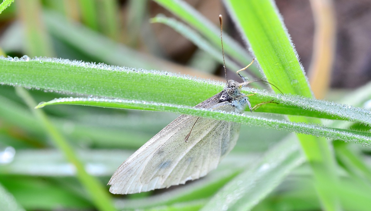 With the wings wet ...