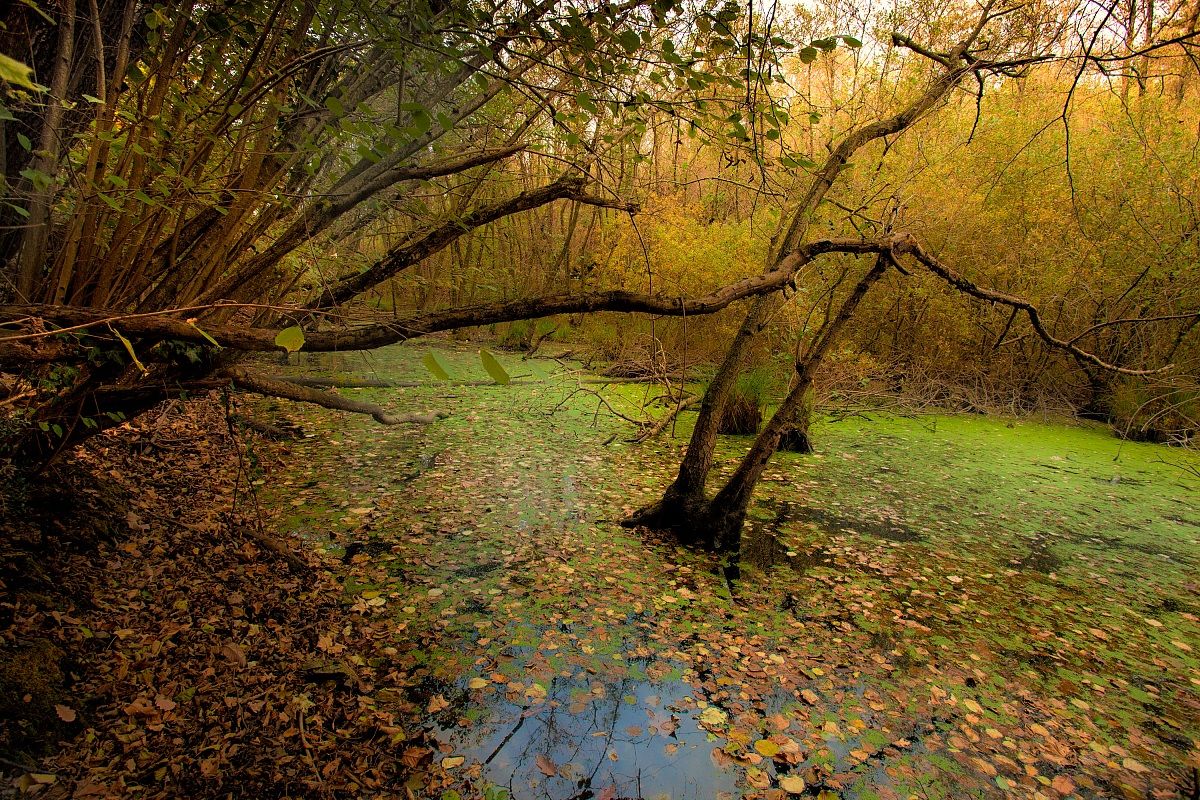 pond in autumn