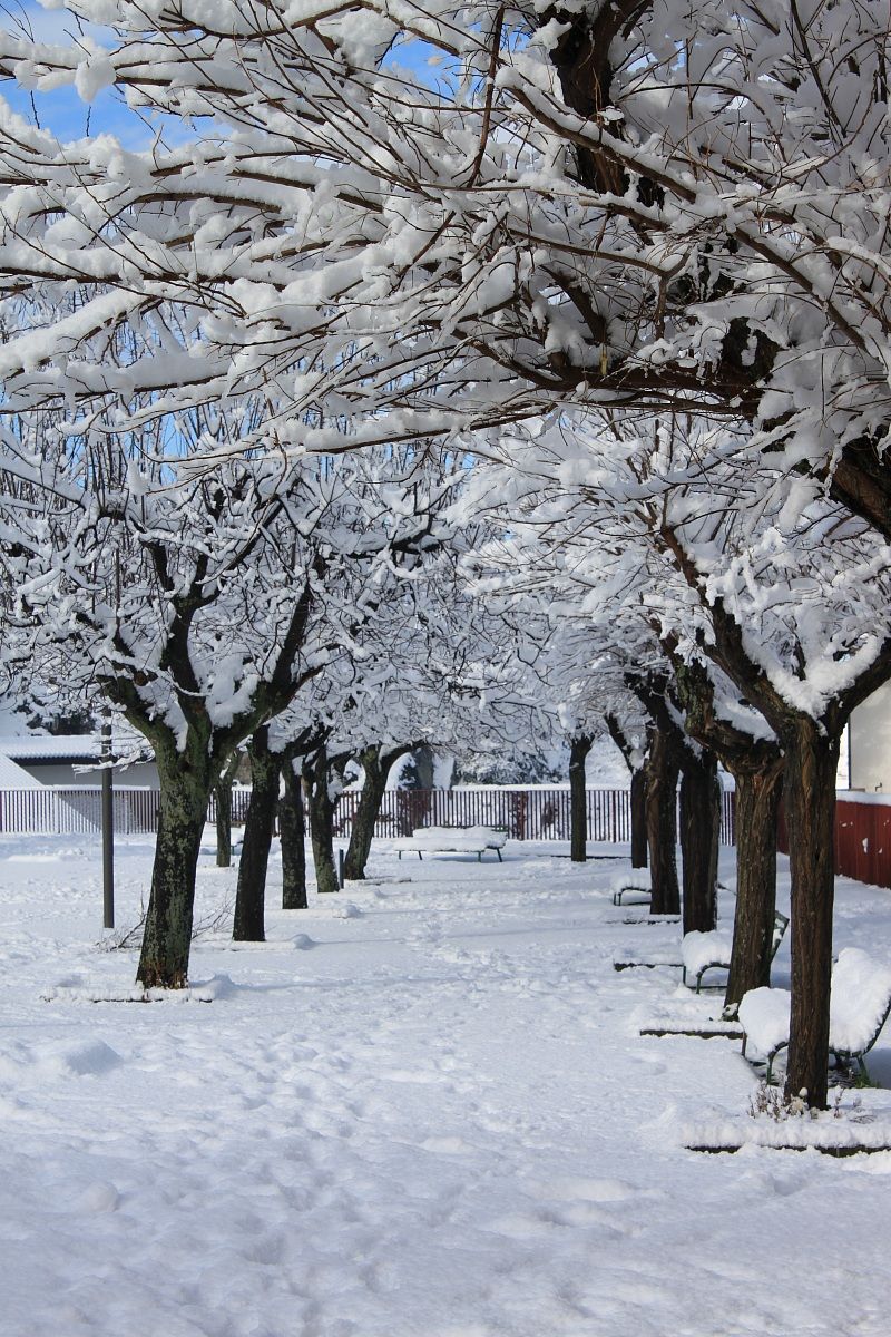 piccolo vialetto innevato