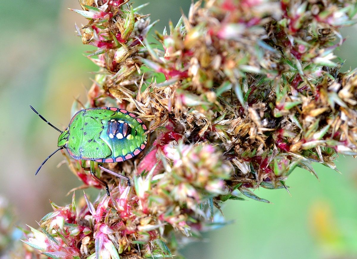 The painter's palette ....
