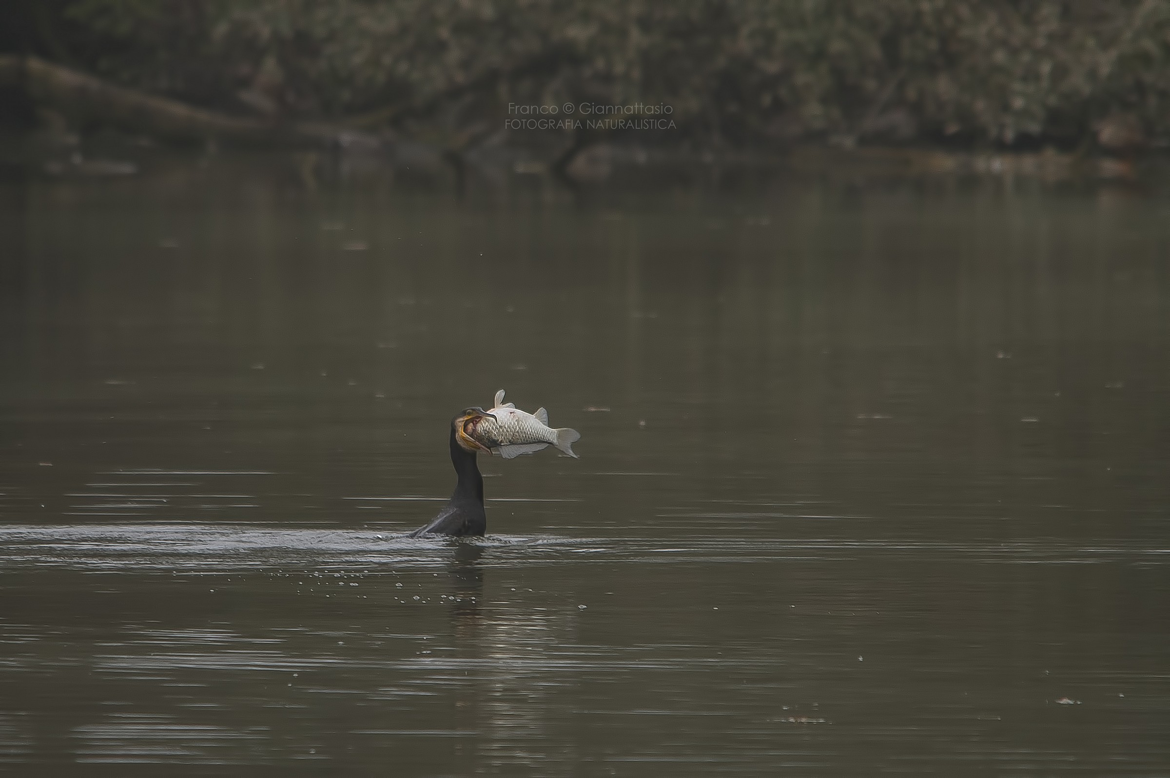 And troppoooooo big.