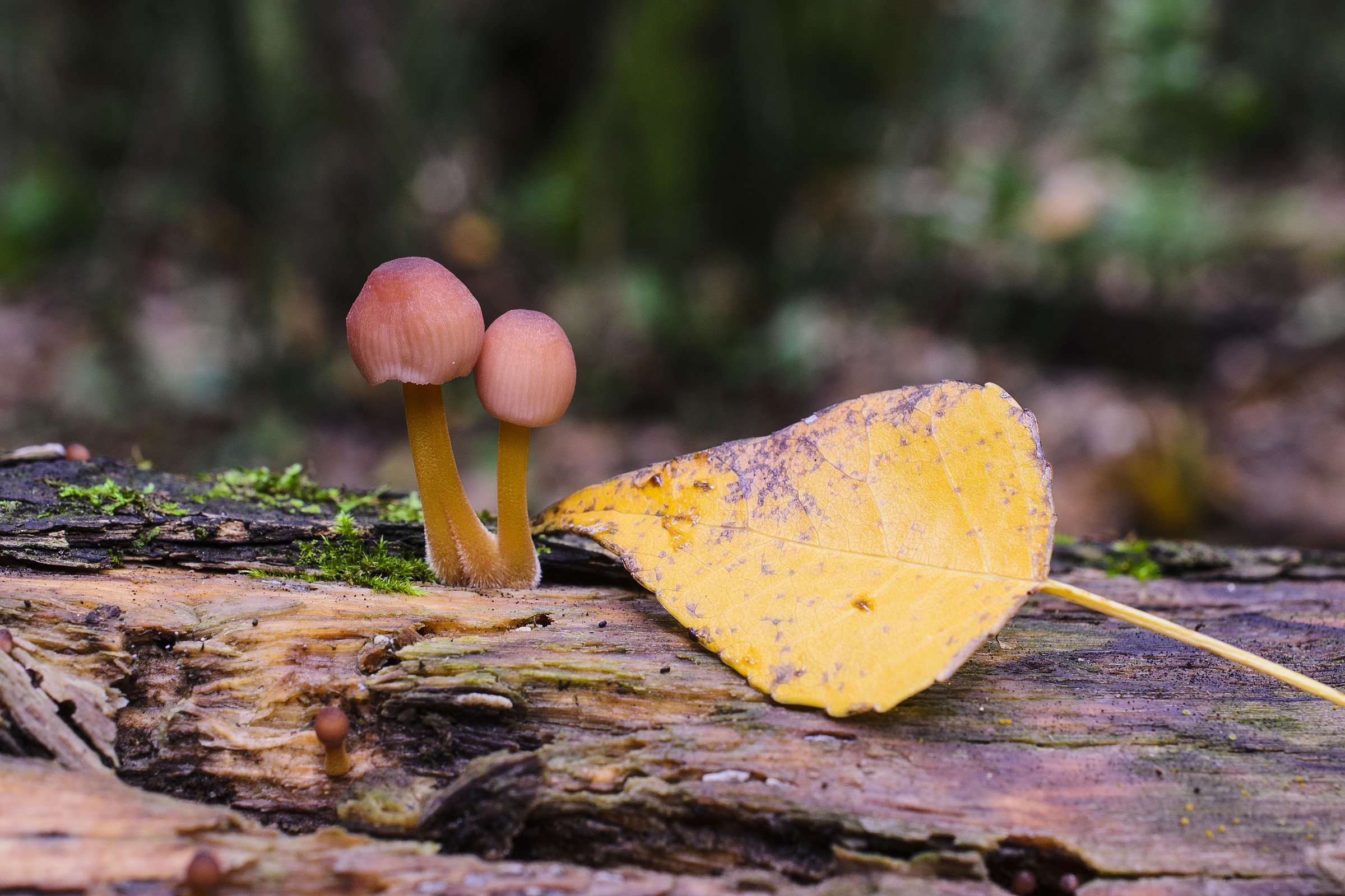 Mycena renati