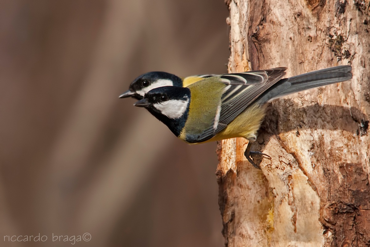 In the starting blocks