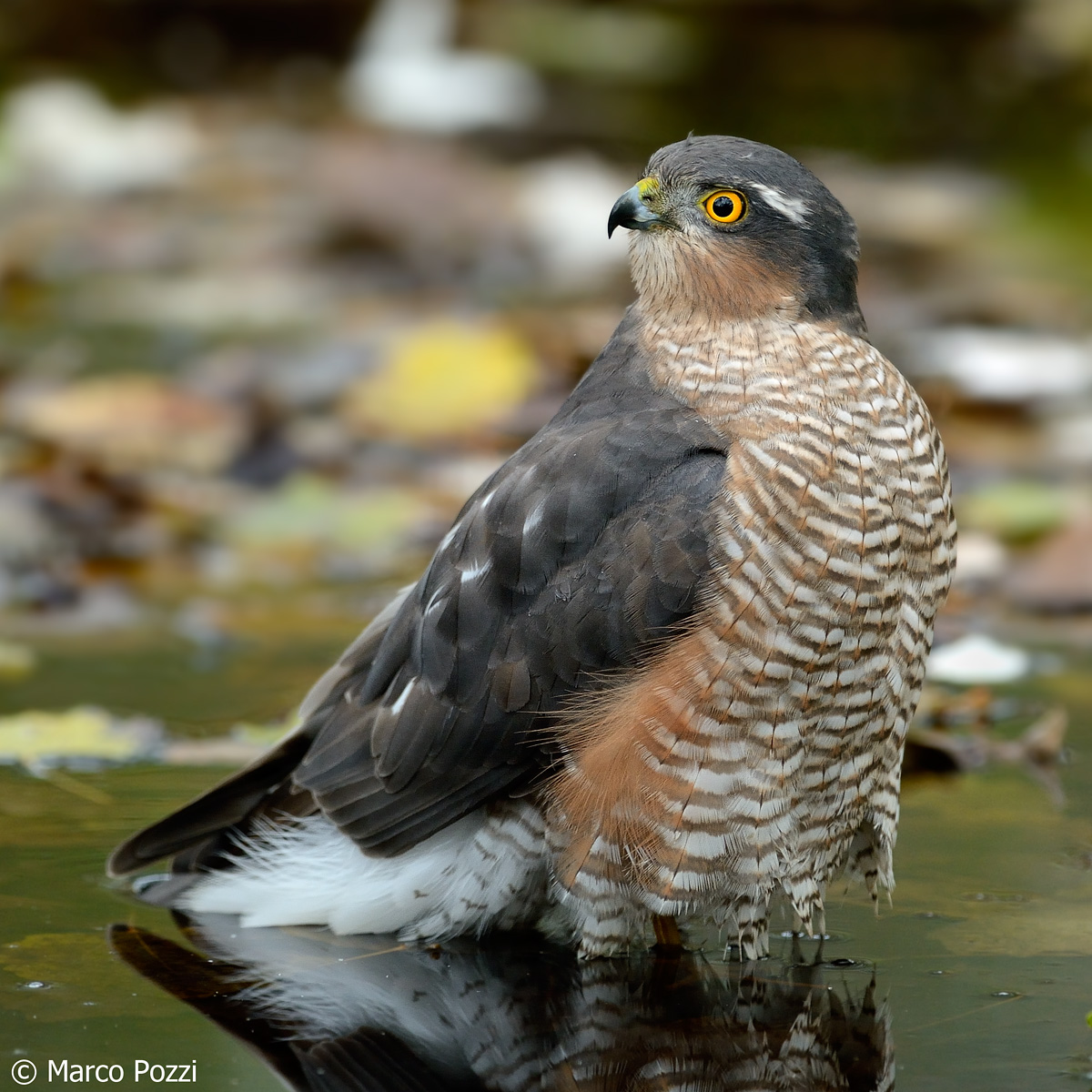 the sparrowhawk