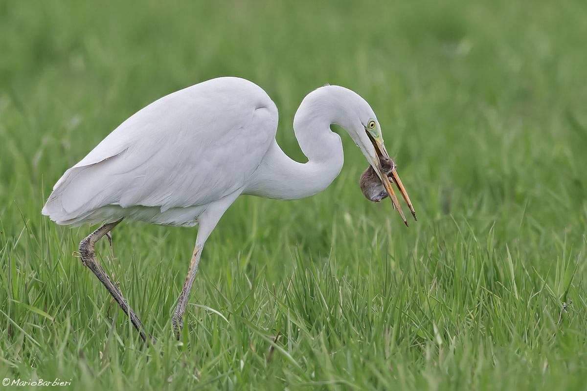 Airone bianco con preda