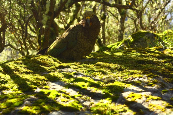kea (Nestor notabilis)