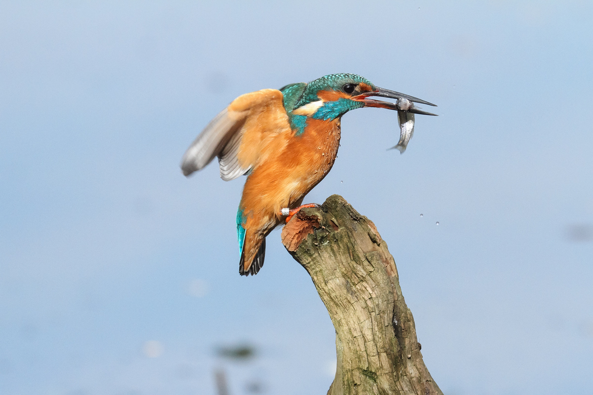 martno almost on the fly ..