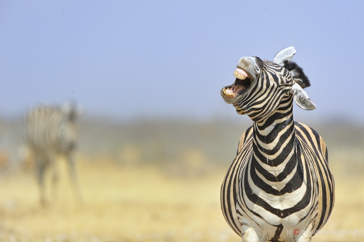 Plain Zebra