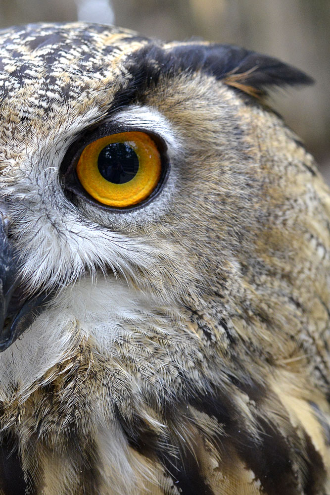 Artù... occhio ipnotico