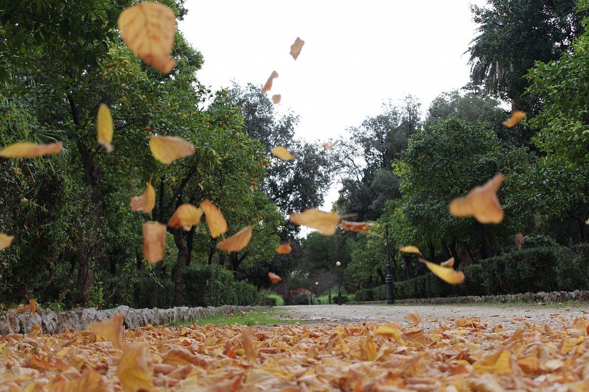 Falling leaves