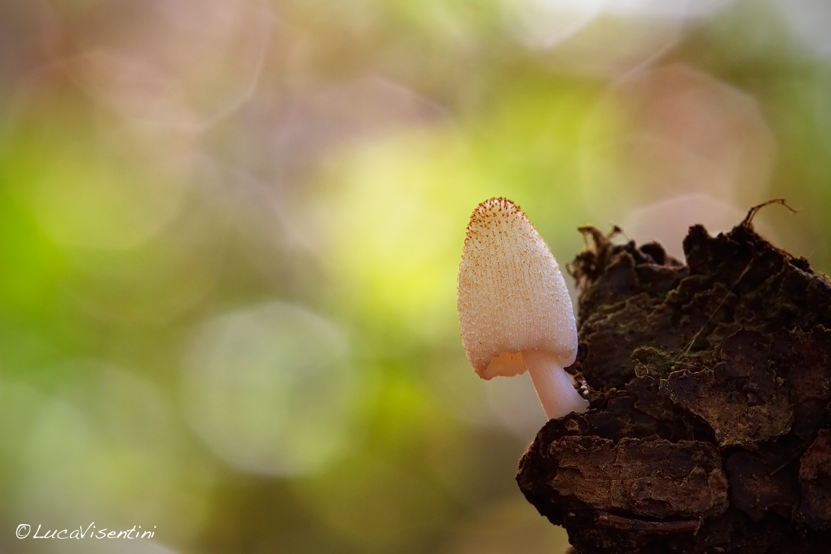 Coprinopsis ephemeroides