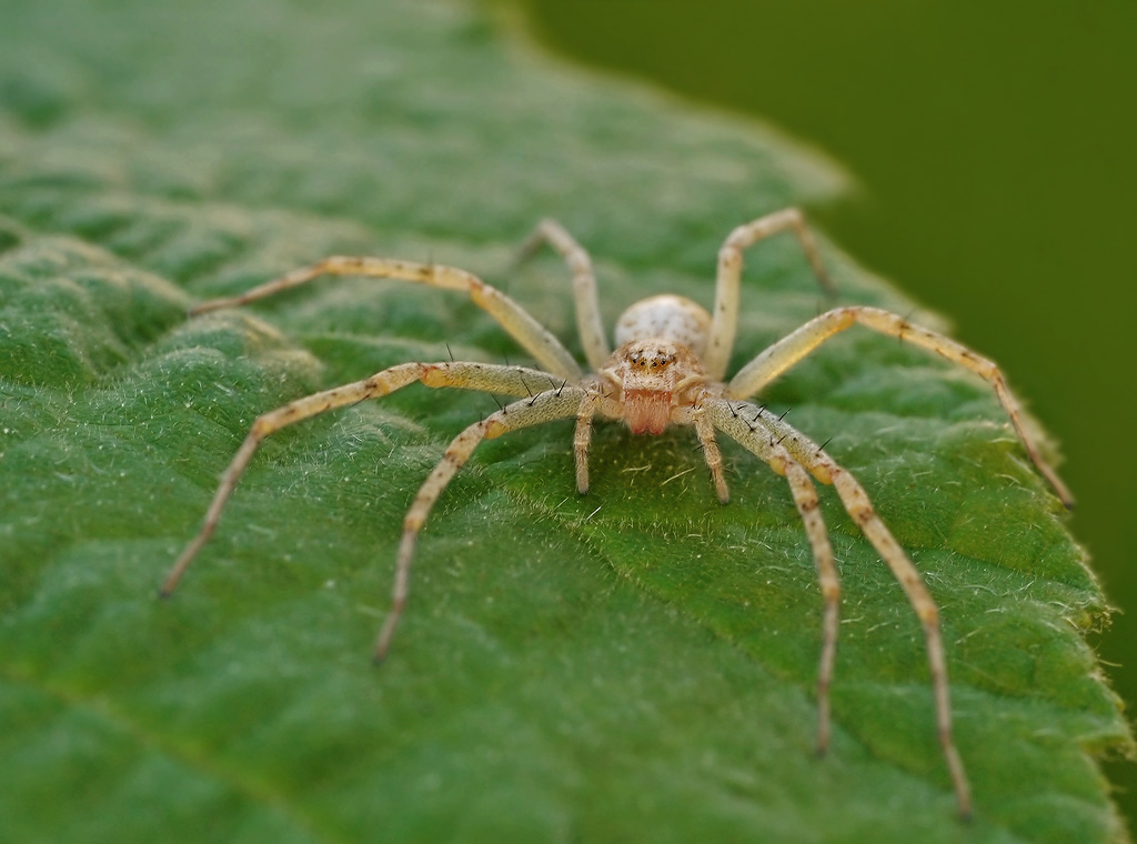 Philodromus dispar