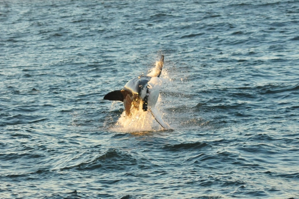 Squalo bianco a caccia