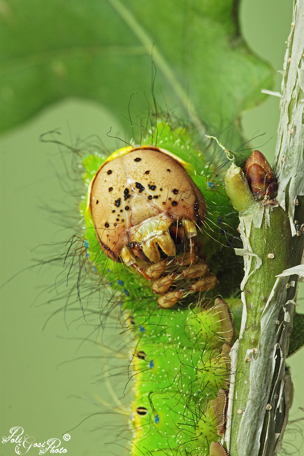 Tono su tono (Antheraea pernyi)