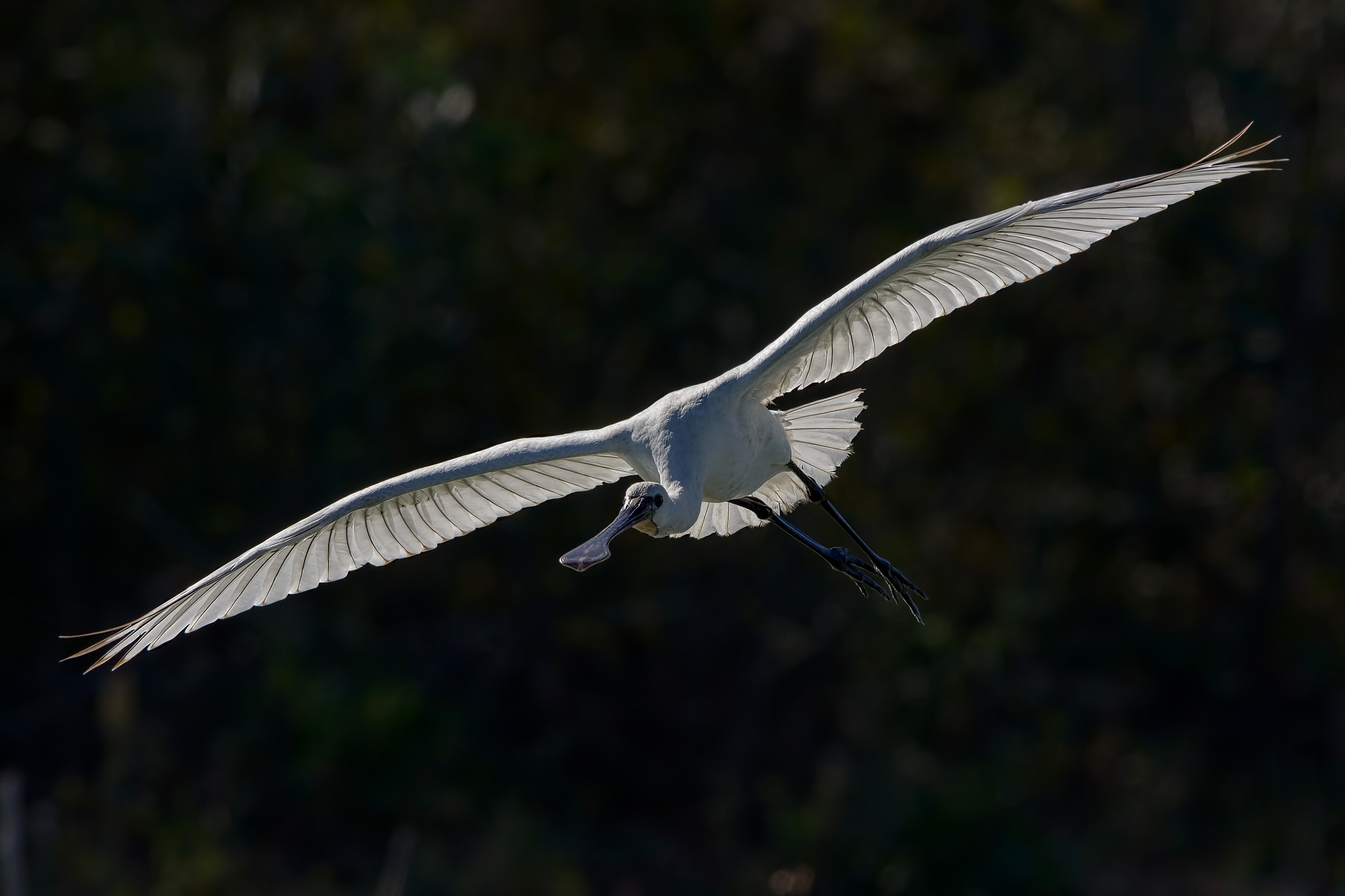 Spatula (Eurasian spoonbill)