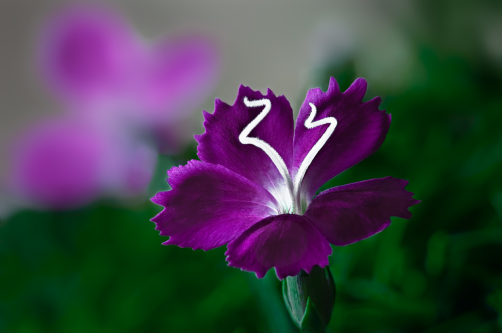 Fireweed mustachioed