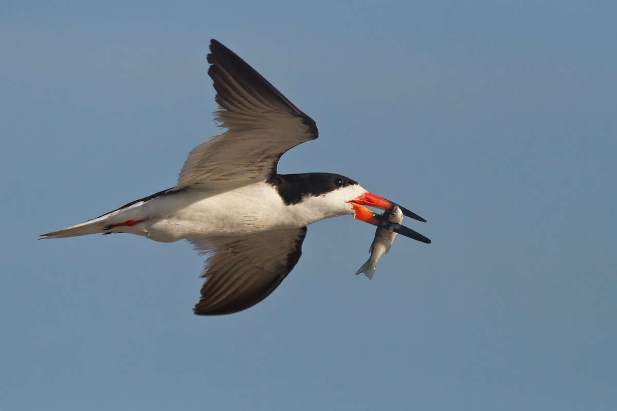 Black Skimmer with meal