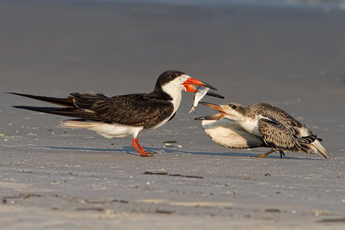 Black Skimmer feeding juvenile