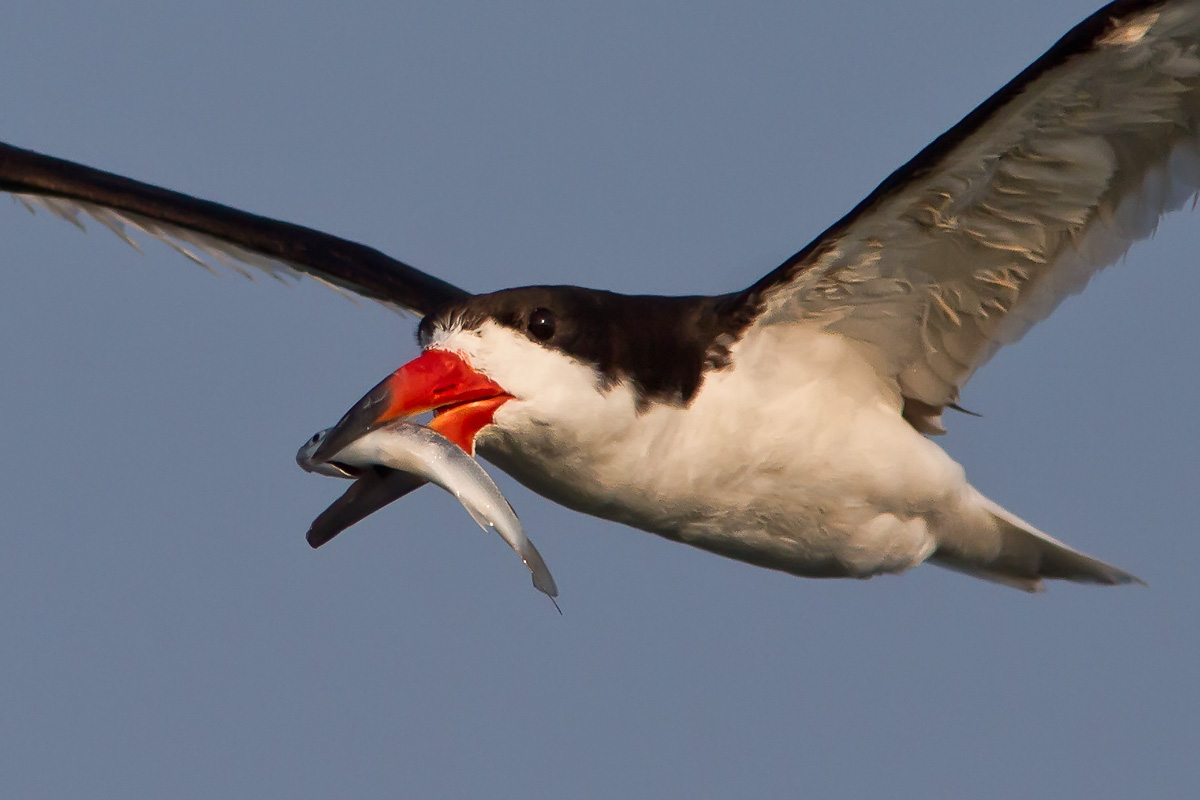 Close-up of Black Skimmer in flight with meal