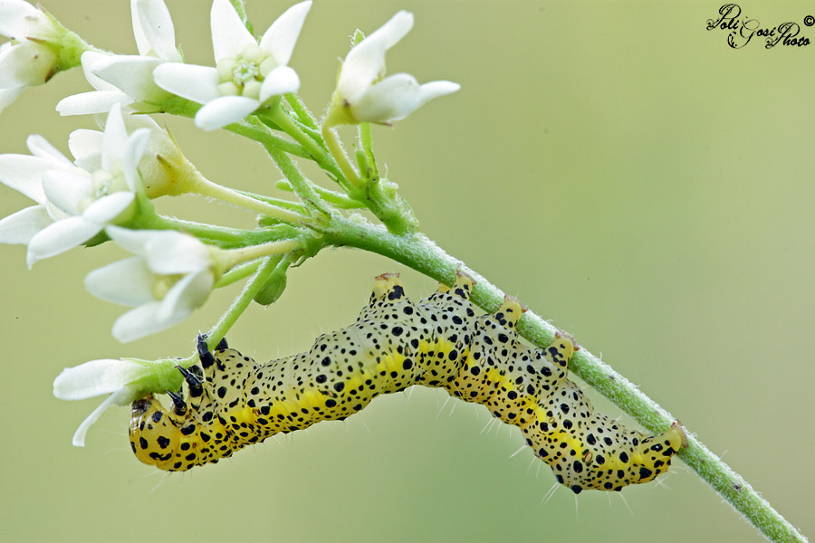 Abrostola asclepiadis