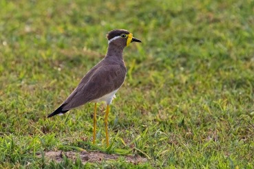 Vanellus malabaricus