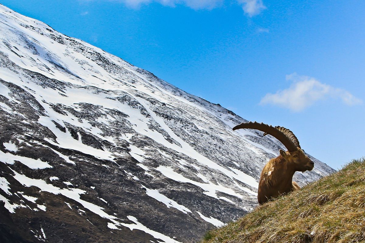 King of the high mountains