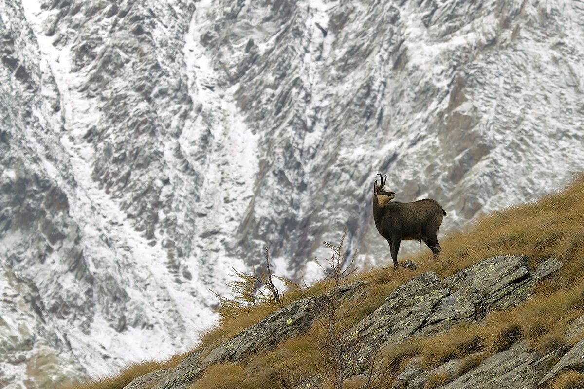 pns suede upper Valcamonica