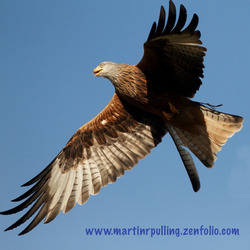 Red Kite a Gigrin