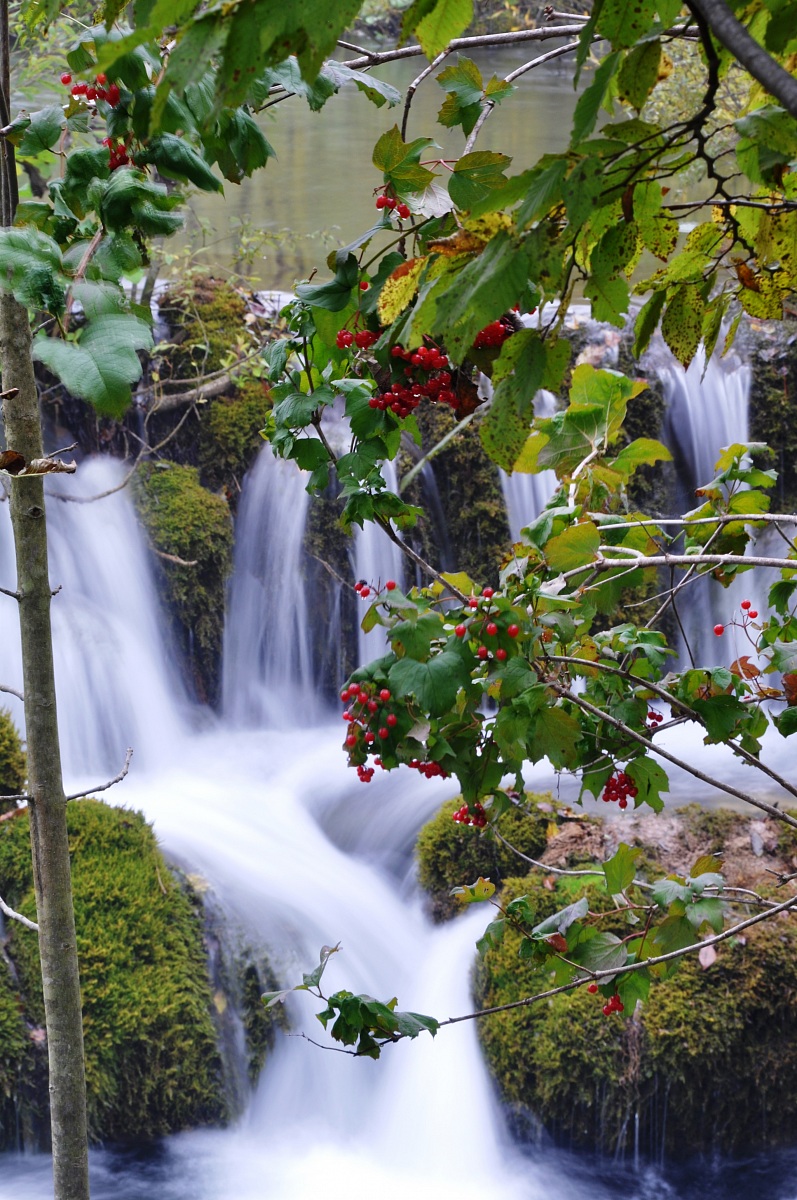 View of waterfall between the berries