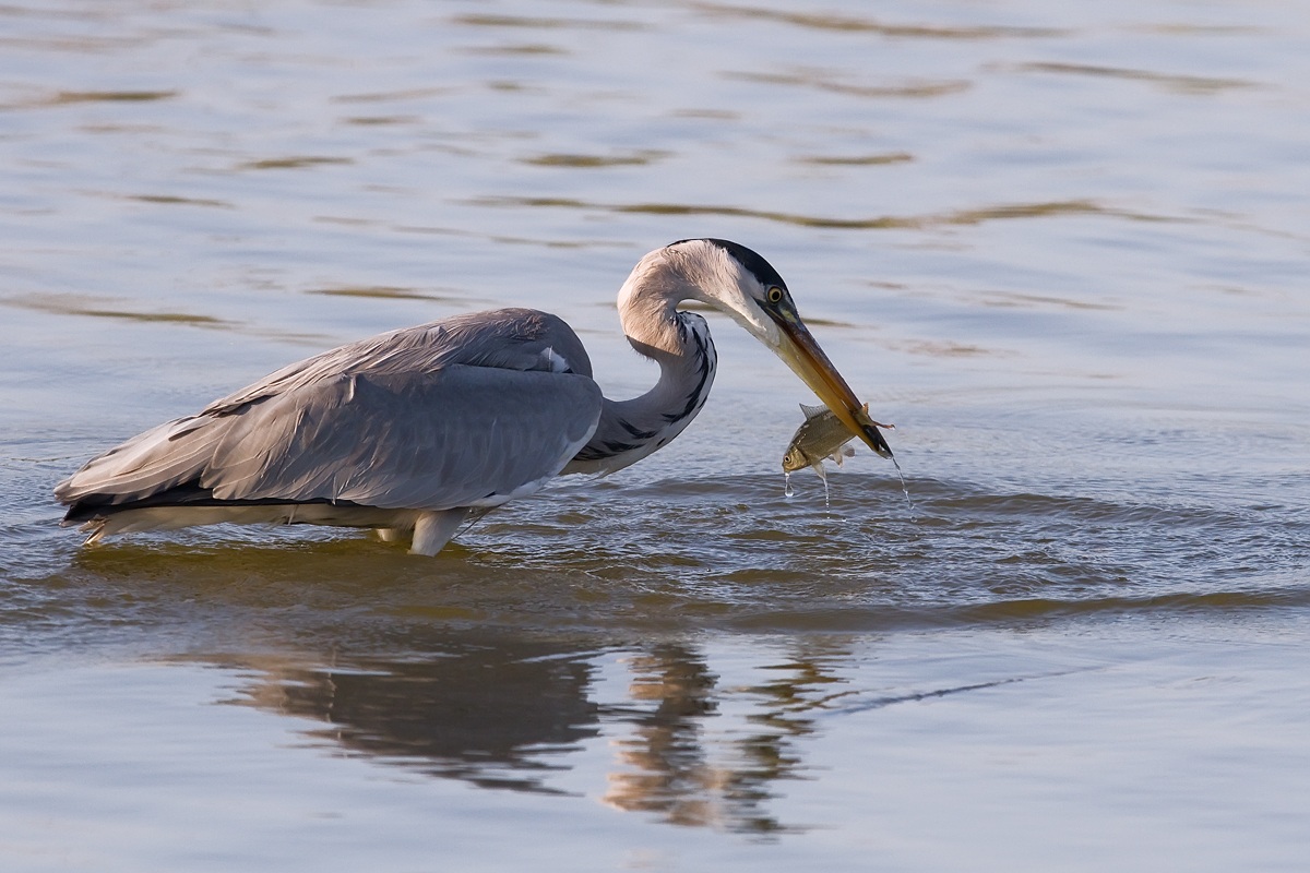 La caccia del cenerino