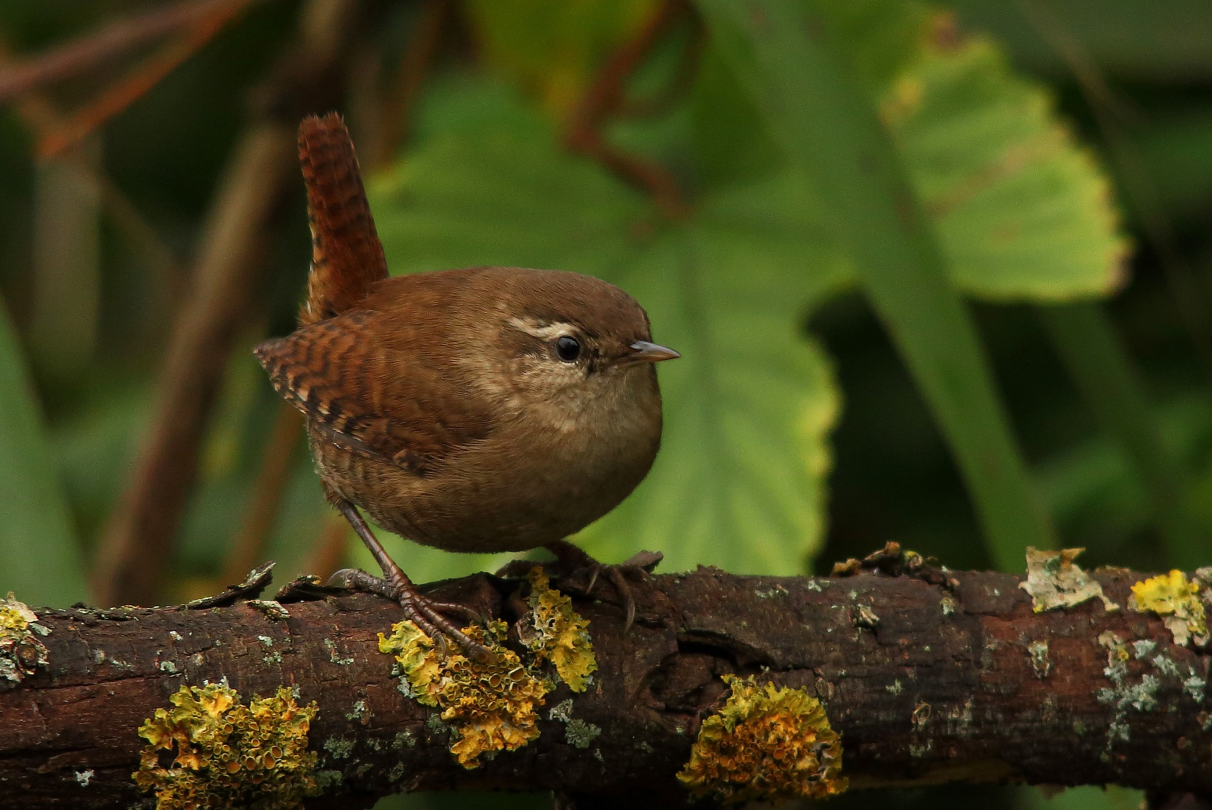 The wren