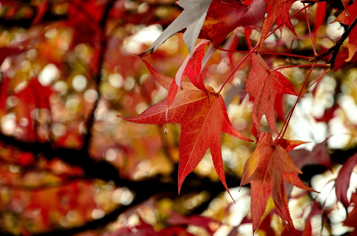 Themes and shades' Autumn 3