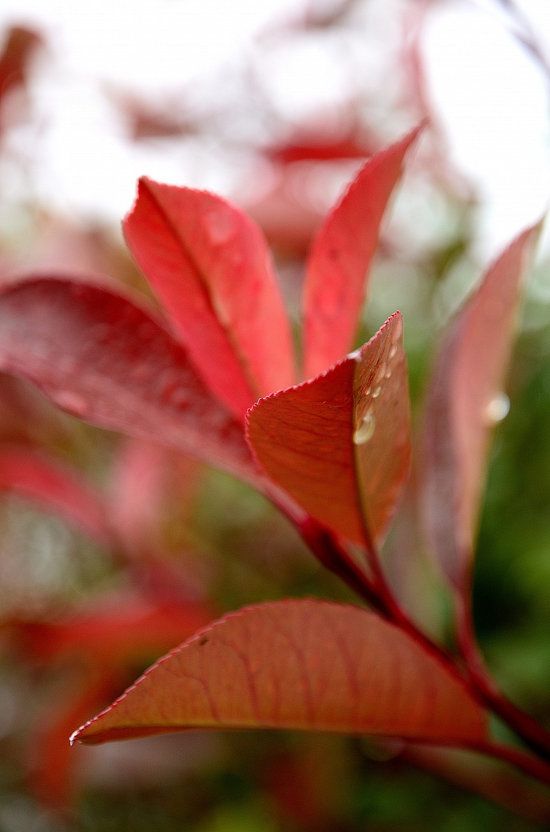 Themes and shades' Autumn 3