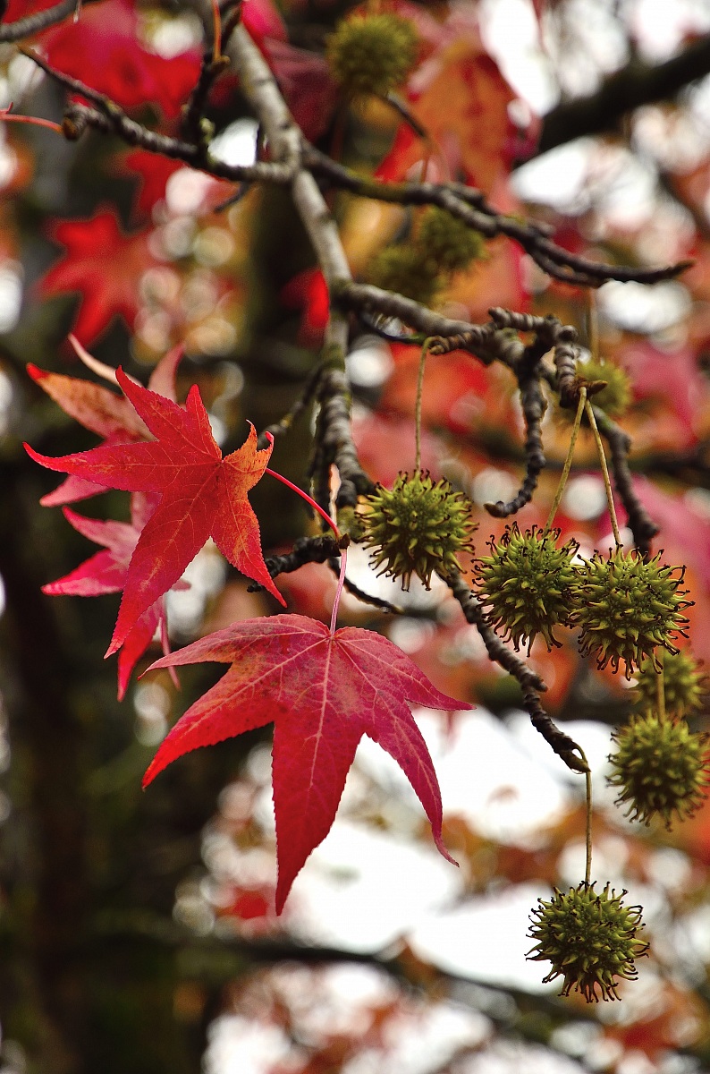 Themes and shades' autumn 4