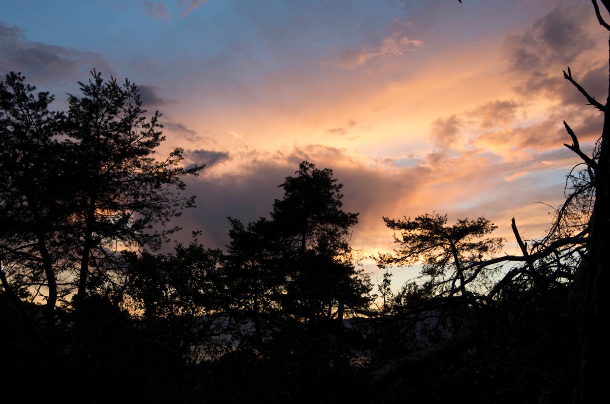 Sunset in the forest