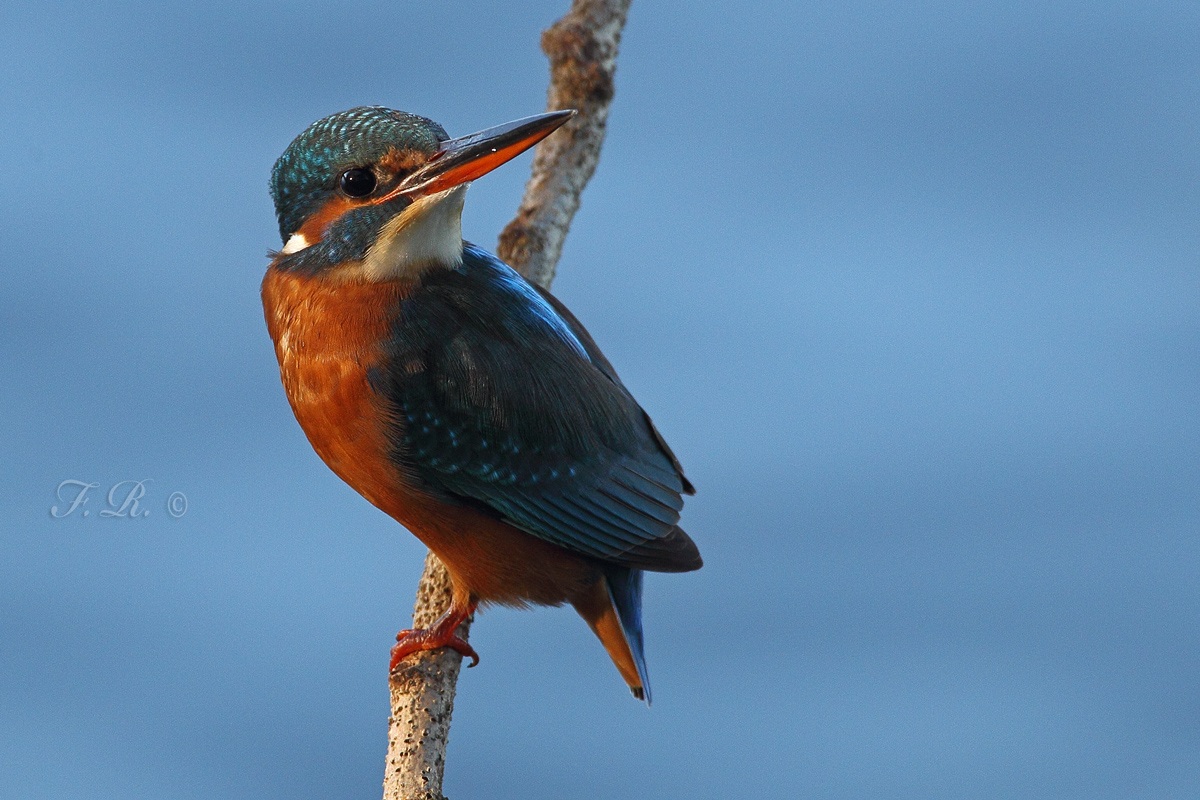 la martina of St. Maartino