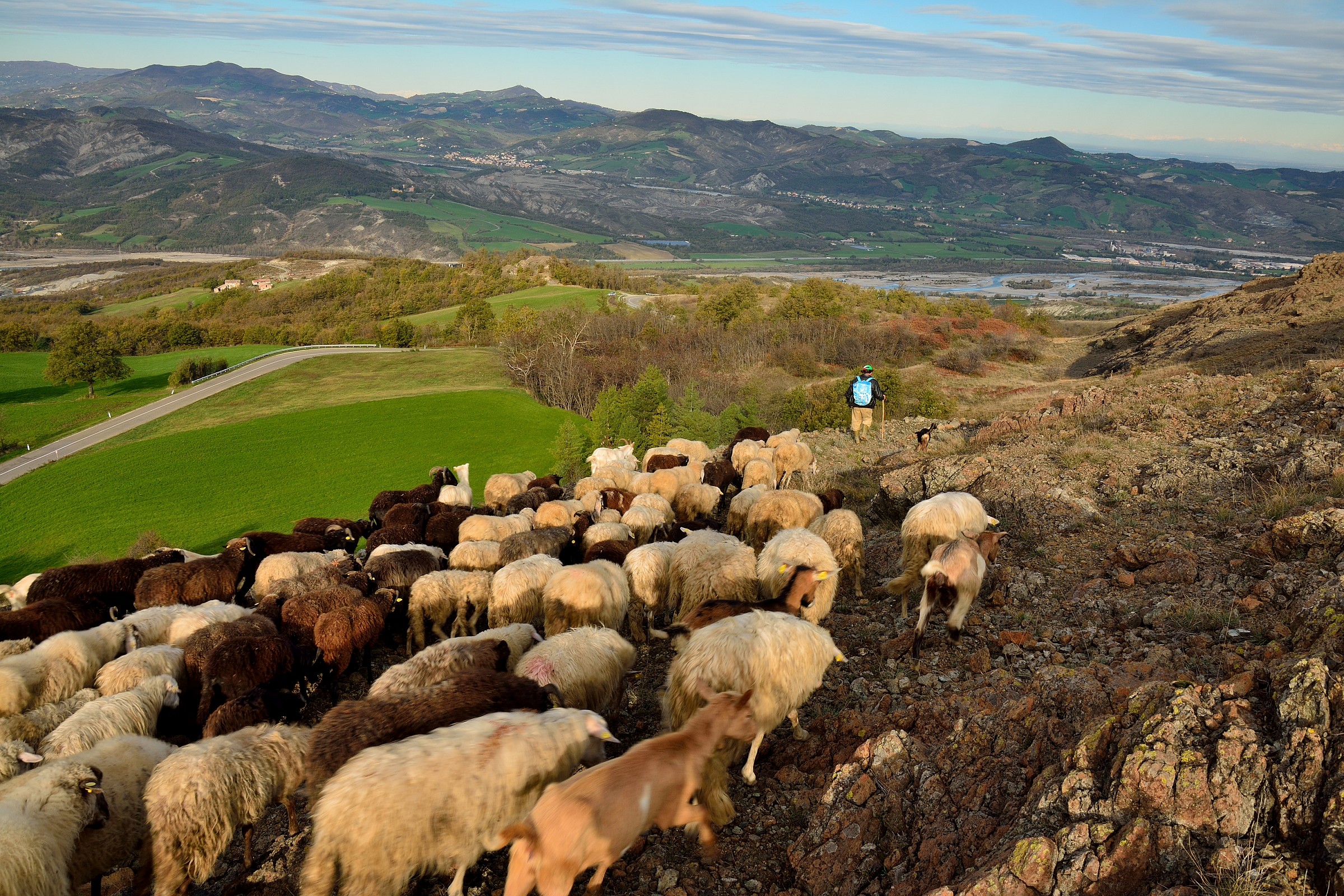 Pecore al Parco del Prinzera