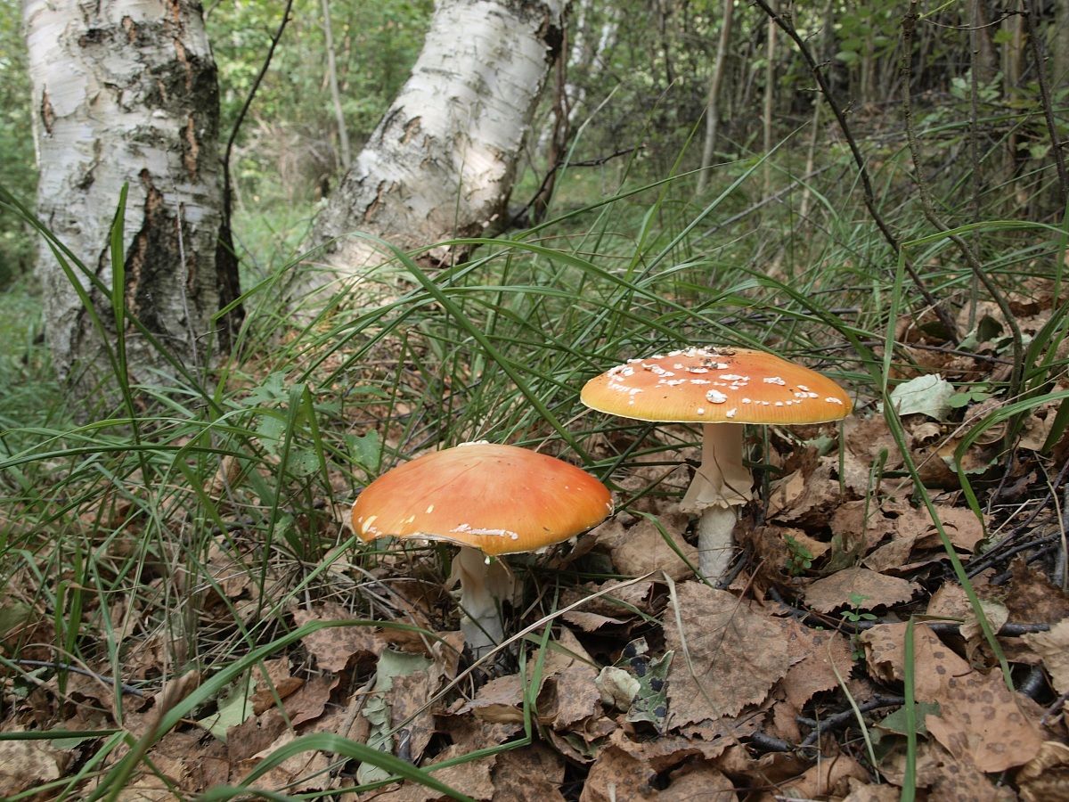 Amanita muscaria