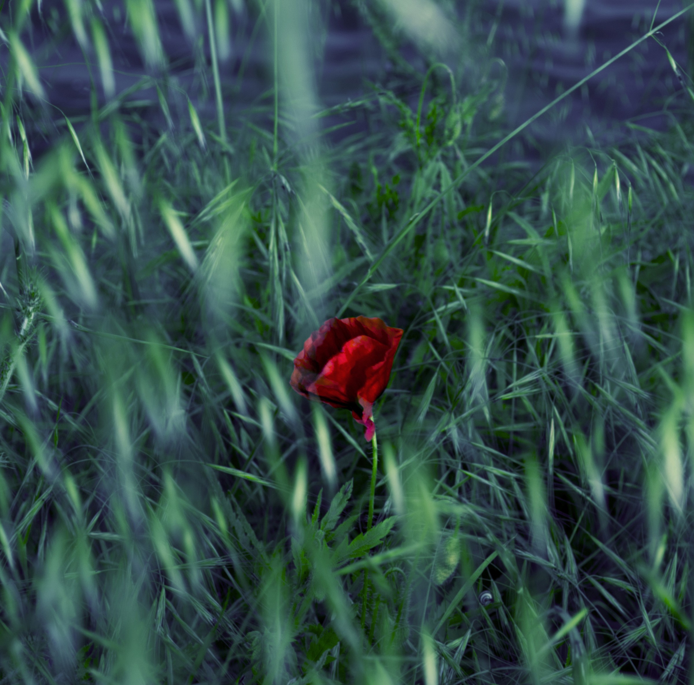 Non sempre mille papaveri rossi