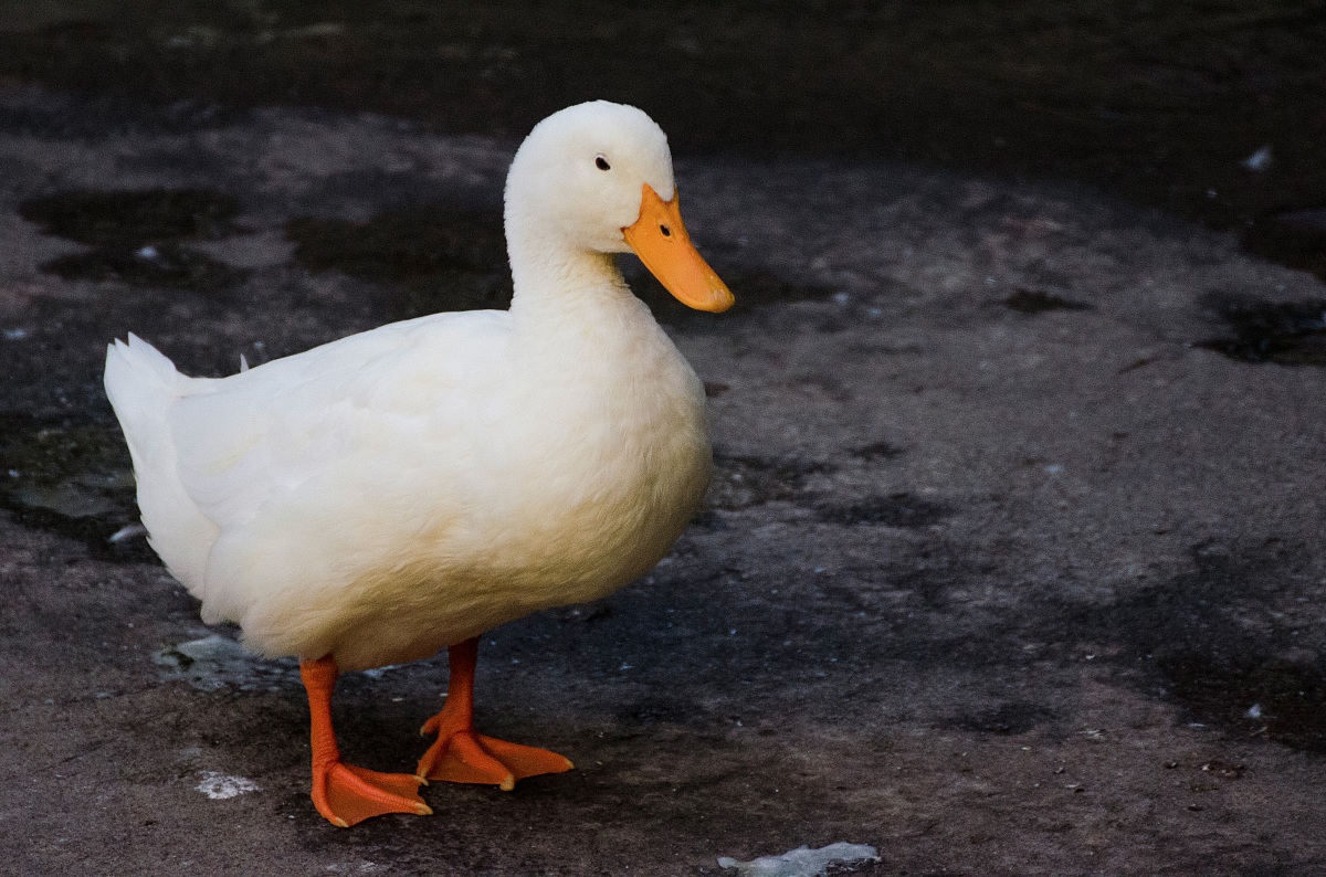 Duck