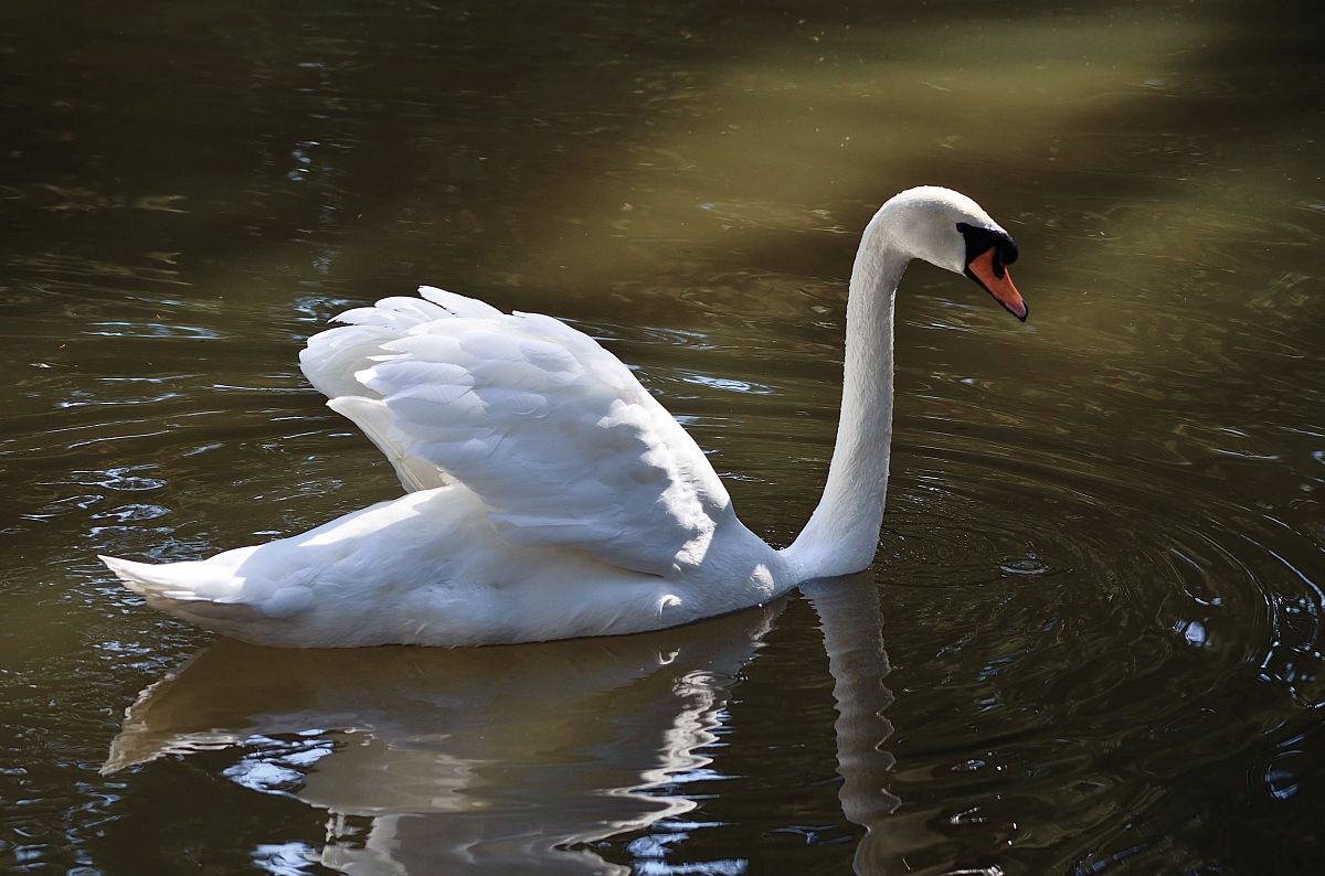 Swan
