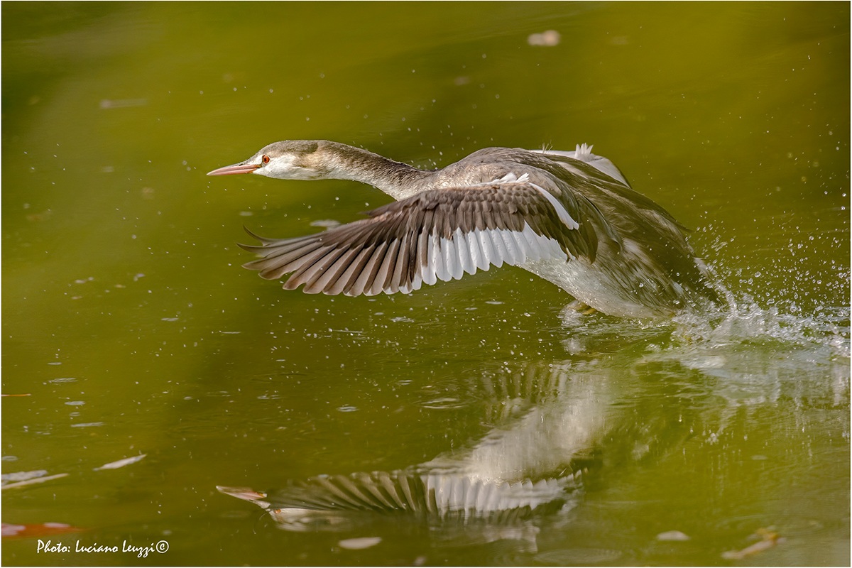S. .. grebe!