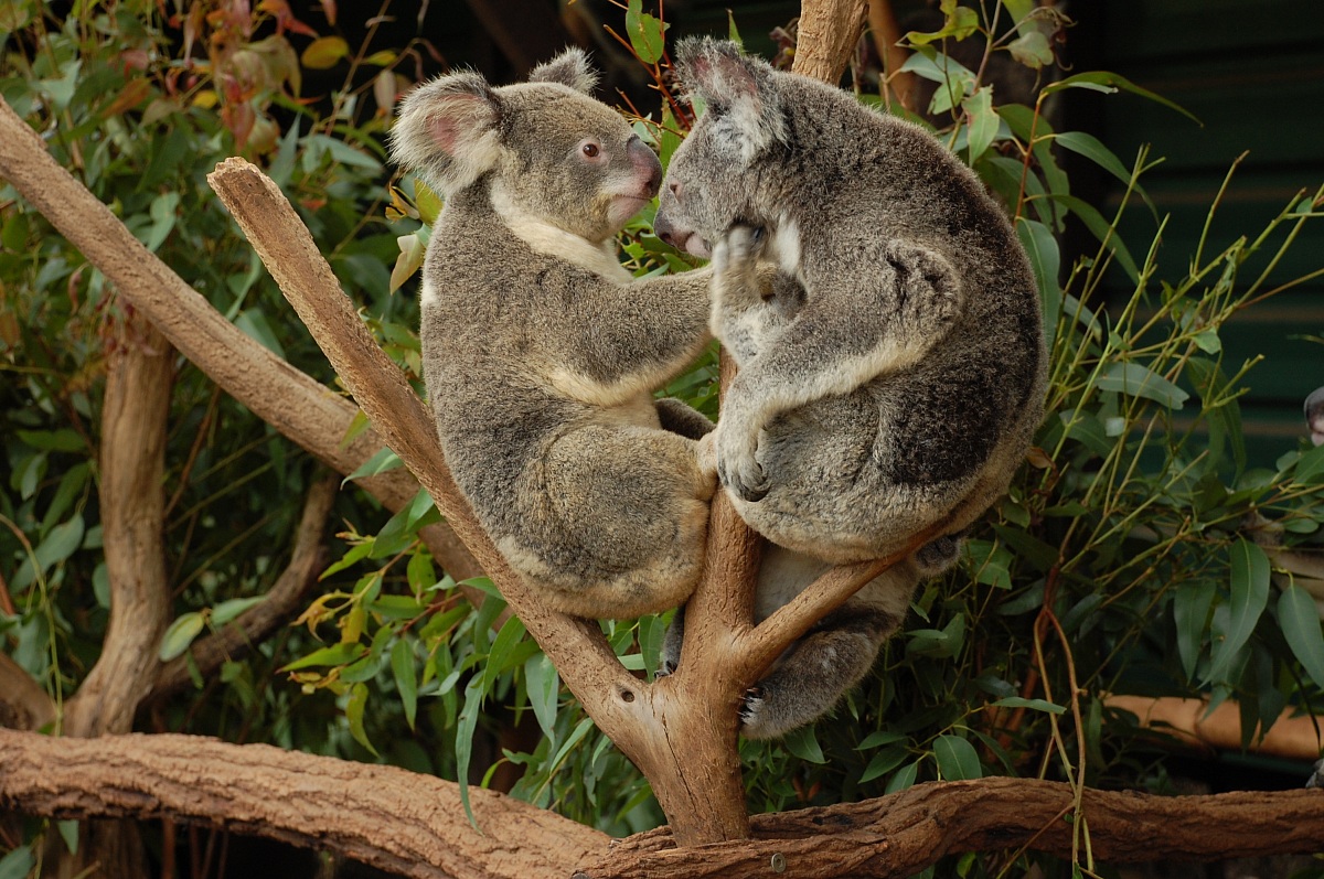 Koala 1