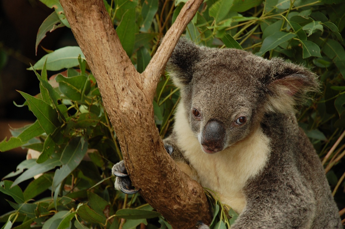 Koala 2